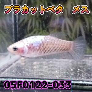 ベタ　プラカット　メス　05F0122-033　高知熱帯魚サービス　熱帯魚　生体