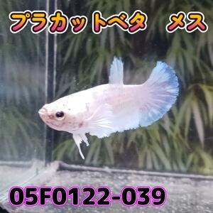 ベタ　プラカット　メス　05F0122-039　高知熱帯魚サービス　熱帯魚　生体
