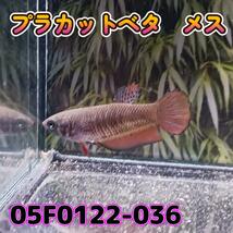 ベタ　プラカット　メス　05F0122-036　高知熱帯魚サービス　熱帯魚　生体_画像3