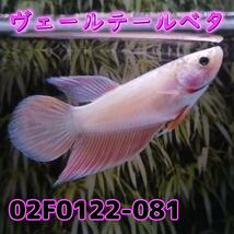 ベタ　ベールテール　メス　02F0122-081　トラディショナル　熱帯魚　生体_画像2