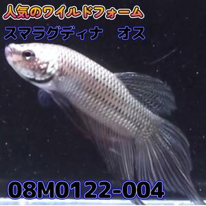 【売尽しSALE】 ベタ　ワイルド　オス　スマラグディナ　08M0122-004　 熱帯魚　生体 4980→3980