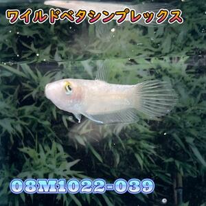 【売尽しSALE】 ベタ　ワイルド　オス　シンプレックス　08M1022-039　熱帯魚　生体　4980→2980