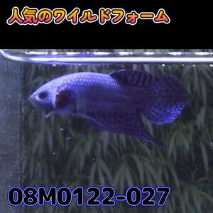 【売尽しSALE】 ベタ　ワイルド　オス　エイリアン　08M0122-027　 熱帯魚　生体 4980→3980