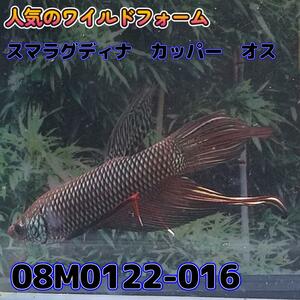 【売尽しSALE】 ベタ　ワイルド　オス　スマラグディナカッパー　08M0122-016　 熱帯魚　生体 4980→3980