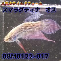 【売尽しSALE】 ベタ　ワイルド　オス　スマラグディナ　08M0122-017　 熱帯魚　生体 4980→3980_画像1