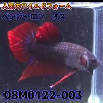 【売尽しSALE】 ベタ　ワイルド　オス　ベンジャロン　08M0122-003　 熱帯魚　生体 4980→3980_画像4