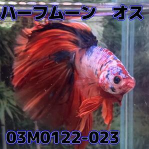 ベタ ショーベタ オス ファンシー 03M0122-023 ハーフムーン 生体 熱帯魚の画像4