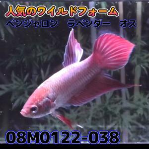 【売尽しSALE】 ベタ　ワイルド　オス　ベンジャロンラベンダー　08M0122-038　 熱帯魚　生体 4980→3980