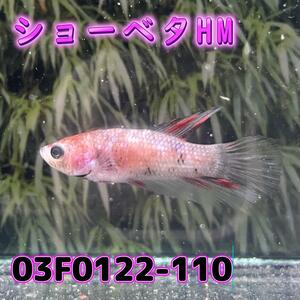 ベタ　ショーベタ　メス　03F0122-110　ハーフムーン　熱帯魚　生体