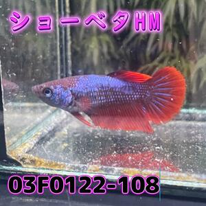 ベタ　ショーベタ　メス　03F0122-108　ハーフムーン　熱帯魚　生体