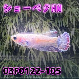 ベタ　ショーベタ　メス　03F0122-105　ハーフムーン　熱帯魚　生体