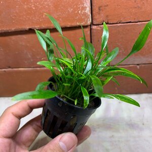  water plants Cryptocoryne * Roo ticket s3 stock * loose sale water plants is 4 point till including in a package possibility ( cat pohs )