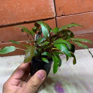  water plants Cryptocoryne *wenti* Brown 3 stock * loose sale water plants is 4 point till including in a package possibility ( cat pohs )