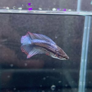 ベタ　ダブルテール　メス　06F0122-039　熱帯魚　生体