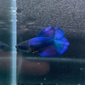 ベタ　ダブルテール　メス　06F0122-042　熱帯魚　生体