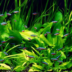  tropical fish car jinaru Tetra S-M size 10 pcs male / female designation un- possible 