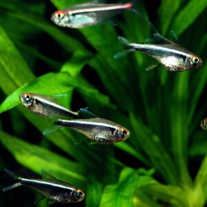  tropical fish black neon Tetra S-M size 5 pcs female male designation un- possible 