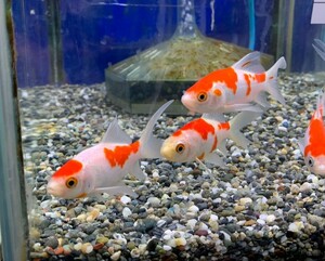 （金魚）コメット　Sサイズ　約6cm　5匹　※カラー/ 雌雄の指定不可