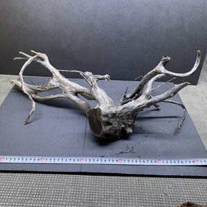  branch driftwood wood roots 1 point thing width approximately 60cm No.014 large natural ak pulling out ending layout aquarium 