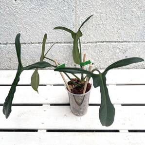 《KhK-04》大きめPhilodendron longilobatum 'Lelano Miyano'フィロデンドロン レアノ ミヤオ/モンステラ アンスリウム アロカシアの画像5