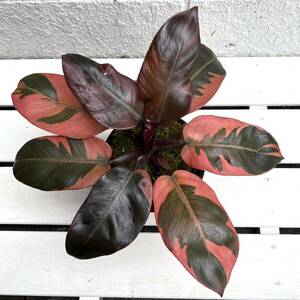 《KhK-07》philodendron black cardinal variegatedフィロデンドロン ブラックカーディナル斑入り/モンステラ アンスリウム アロカシア