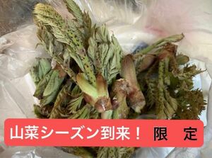  天然山菜・タラの芽、生椎茸　　　　　　　　　　　　　令和5年産　ヒノヒカリ　3kg 詰め合わせ