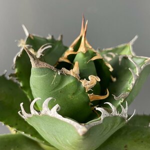 選抜　輸入株　チタノタ　オテロイ　実生 　15cm　　米国産　| CACTUS.TOKYO　