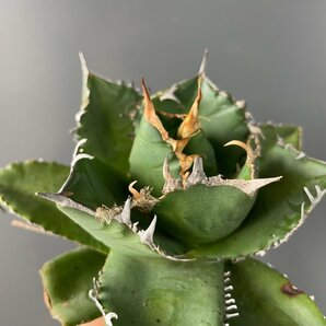 選抜 輸入株 チタノタ オテロイ 実生  15cm  米国産 | CACTUS.TOKYO の画像6