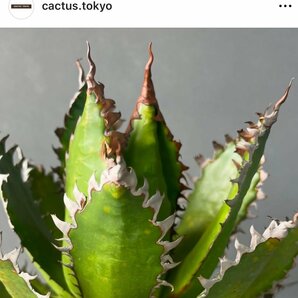 特選 アガベ ホリダ  １５cm | CACTUS.TOKYO （陽炎）の画像1