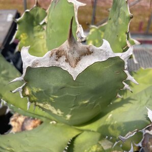 レア 子株 選抜 チタノタ  オテロイ 6cm  | CACTUS.TOKYO の画像5