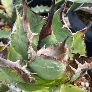 レア 子株 選抜 チタノタ  オテロイ 6cm  | CACTUS.TOKYO の画像2