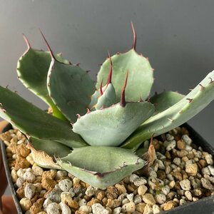 選抜　一本　斑入りパリー　トランカータ 　12cm　 ハンティントン　　| CACTUS.TOKYO | 　