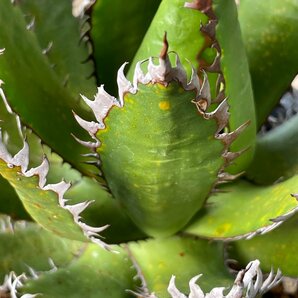 特選 アガベ ホリダ  １５cm | CACTUS.TOKYO （陽炎）の画像4