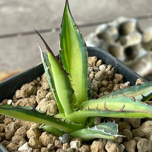 斑入り レアレア　アガベ ホリダ 　黄中斑　7cm　| CACTUS.TOKYO　（ジェレミー ）