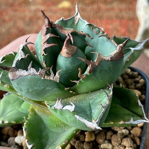 ムチムチ選抜 輸入株 チタノタ オテロイ   ７cm  米国産 | CACTUS.TOKYO の画像4