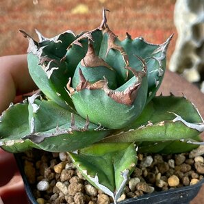 ムチムチ選抜 輸入株 チタノタ オテロイ   ７cm  米国産 | CACTUS.TOKYO の画像2