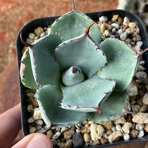 良型 選抜 パリー トランカータ  10cm  ハンティントン  | CACTUS.TOKYO |  の画像4