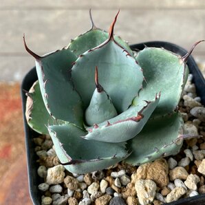 良型 選抜 パリー トランカータ  10cm  ハンティントン  | CACTUS.TOKYO |  の画像2