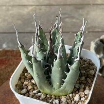 2 ユタエンシス 7cm　発根済 | CACTUS.TOKYO | (エボリスピナ　ネバデンシス 陽炎)　_画像2