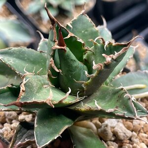 クローン　オテロイ 　チタノタ　10cm 　イタリア産　| CACTUS.TOKYO