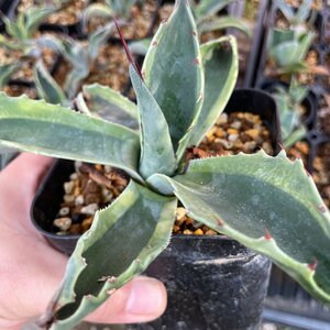  agave over tifo rear o LUKA 12cm | CACTUS.TOKYO |