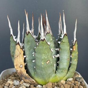 ２ ユタエンシス 8cm 発根済 | CACTUS.TOKYO | (エボリスピナ ネバデンシス 陽炎) の画像7