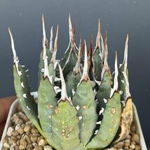 ２　ユタエンシス 8cm　発根済 | CACTUS.TOKYO | (エボリスピナ　ネバデンシス 陽炎)　_画像6