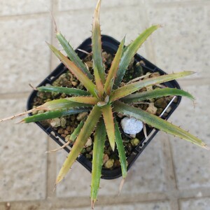 ti Kia Dyckia reitzii var. fronteira hybrid