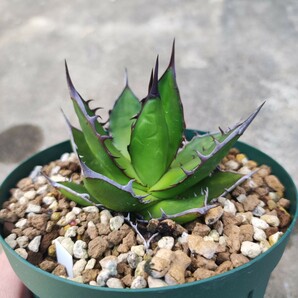 アガベ ホリダ 実生 Agave horrida ssp. horridaの画像5