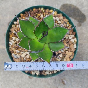 アガベ ホリダ 実生 Agave horrida ssp. horridaの画像3