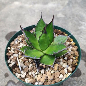 アガベ ホリダ 実生 Agave horrida ssp. horridaの画像2