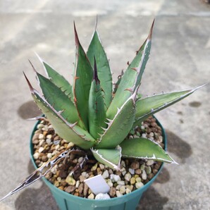 アガベ パープソラム 実生 Agave ghiesbreghtii 'Purpusorum'の画像2