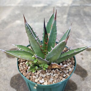 アガベ パープソラム 実生 Agave ghiesbreghtii 'Purpusorum'の画像1