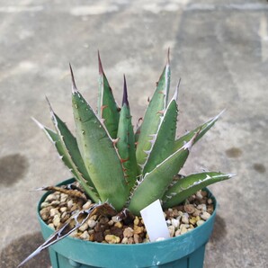 アガベ パープソラム 実生 Agave ghiesbreghtii 'Purpusorum'の画像6